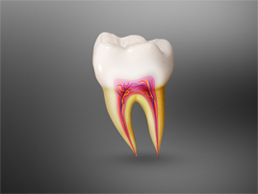 Root Canal Treatment Root Canal Treatment